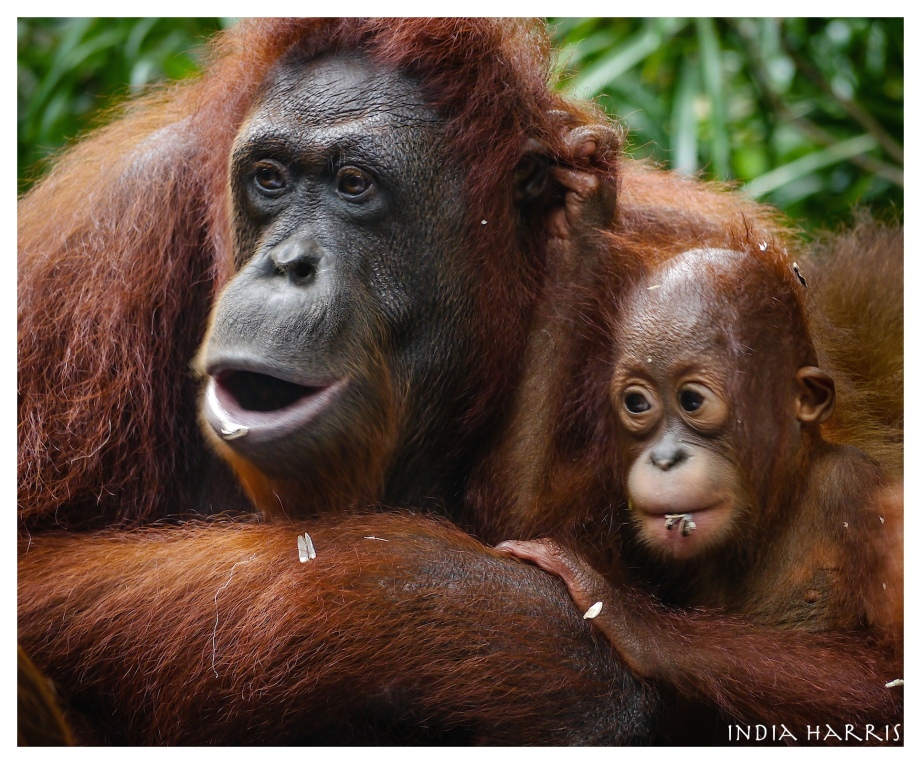Orangutan and baby. Endangered in the wild.