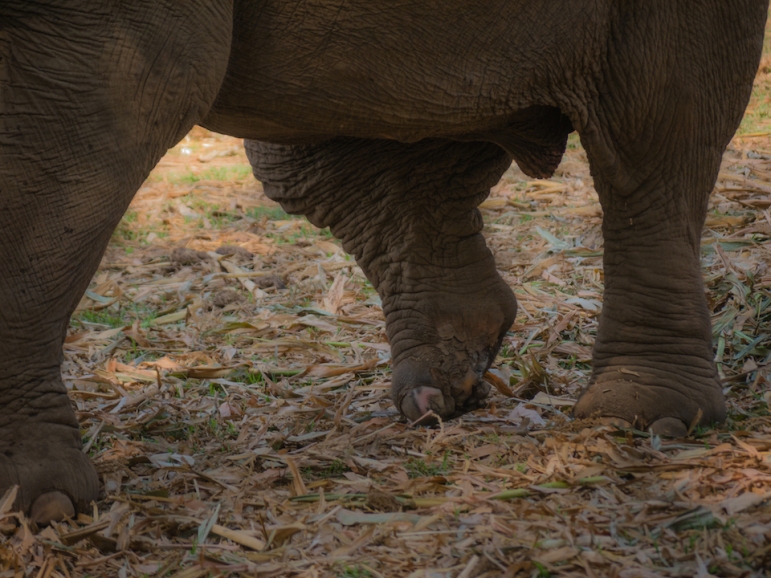 A lot of logging elephants have stepped on land mines.