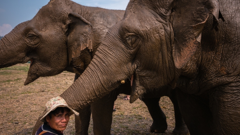 Blind Jokia in the foreground with her best friend, Mae Perm, and their mahout.